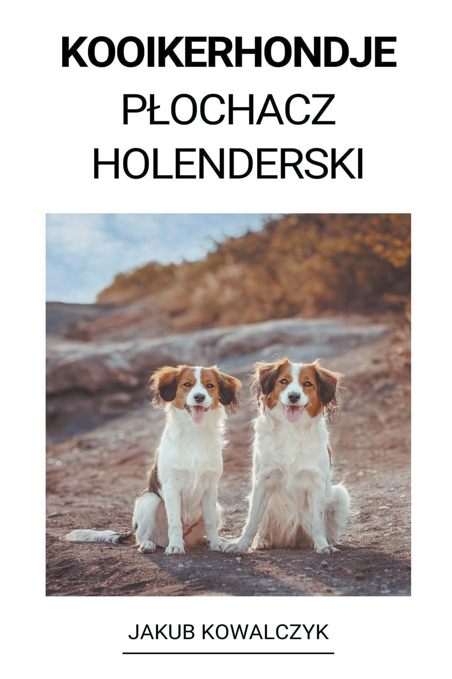 Kooikerhondje (Płochacz Holenderski)