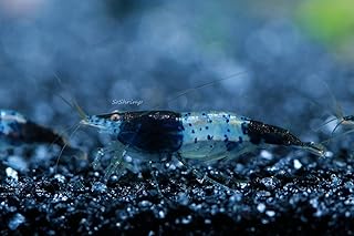 Carbon Rili Shrimp Live Freshwater Aquarium Shrimp - 1/4 to 1 inch Long (10 Shrimp)