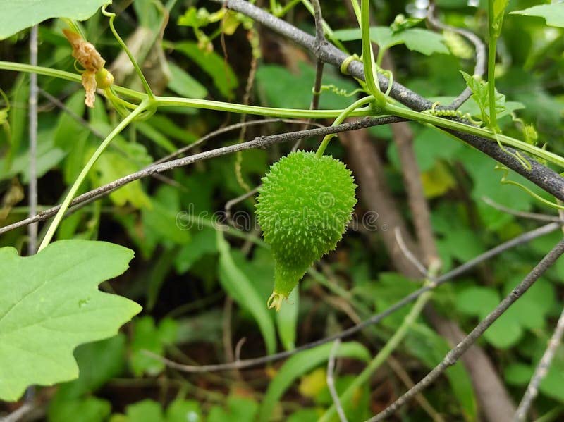 Spiny gourd seeds desi (14 seeds) (B0C99X54FM) Amazon Price History, Amazon Price Tracker