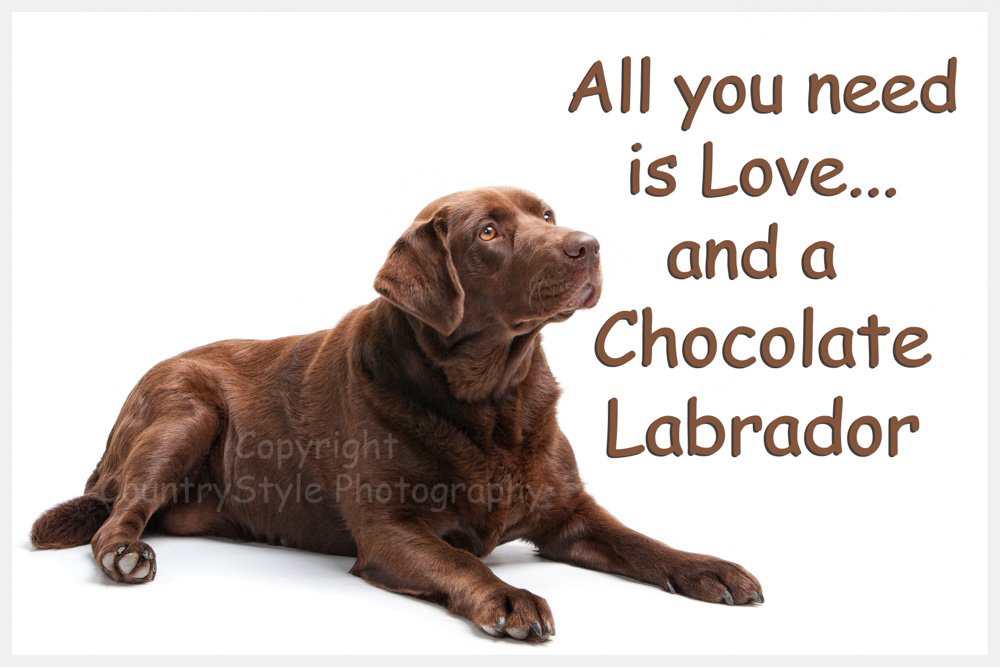 Chocolate Labrador Dog Fridge Magnet Brown Lab