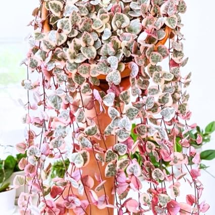 AVERAR Ceropegia Woodii String of Hearts
