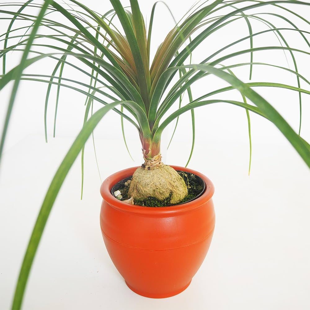 Amazon|ITANSE トックリラン(ノリナ、ポニーテール) 6号 1個 Amazon|ITANSE トックリラン(ノリナ、ポニーテール) 6号 1個