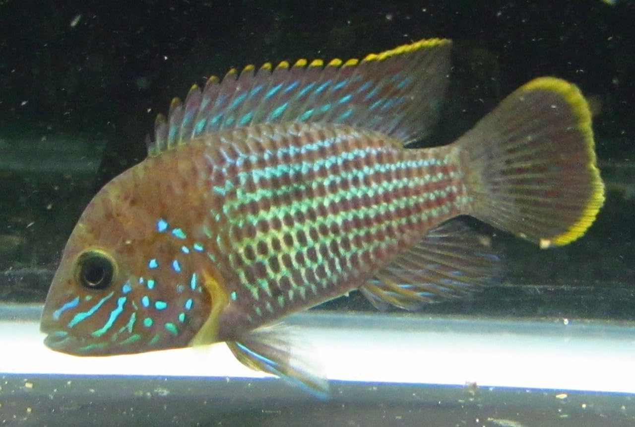 2 Pack - 2" Green Terror Cichlid Live Freshwater Aquarium Fish