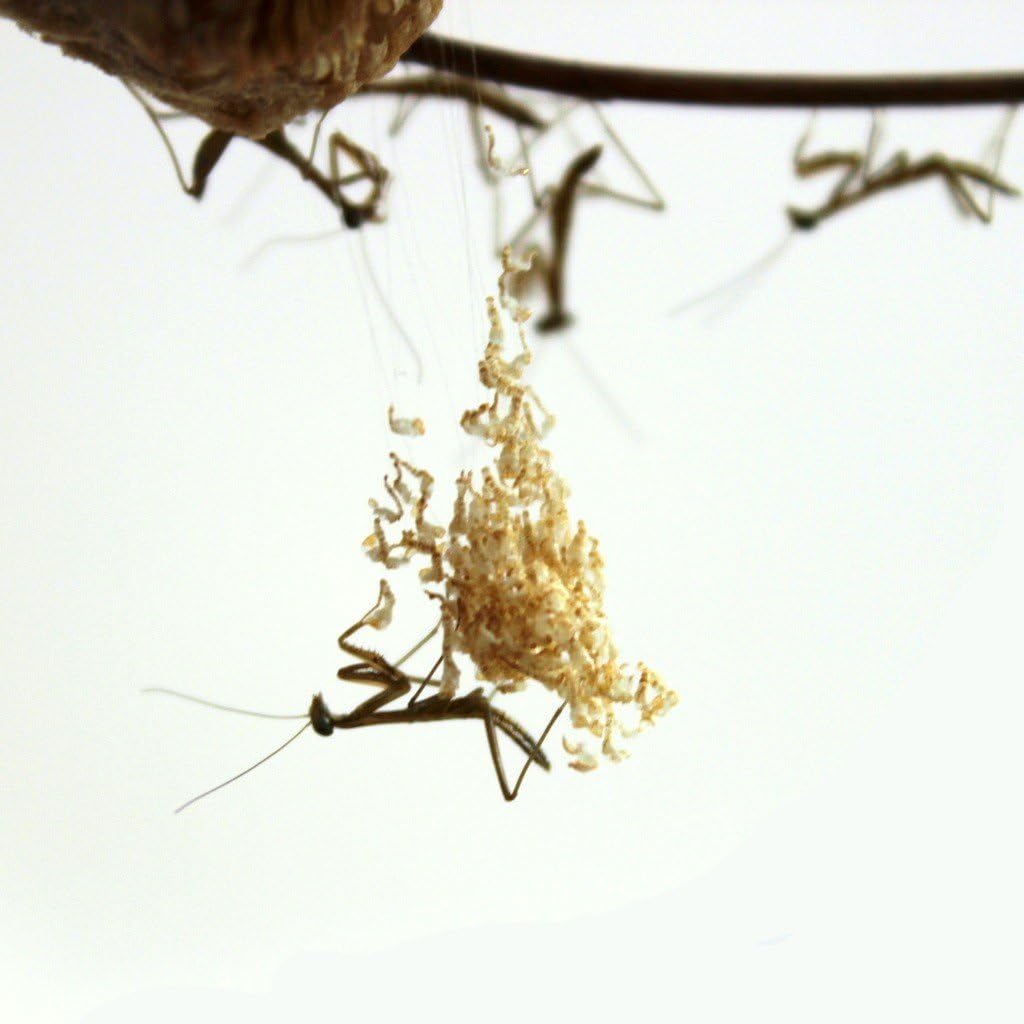 Chinese Praying Mantis Egg Case- Two Pack (2021 egg cases)