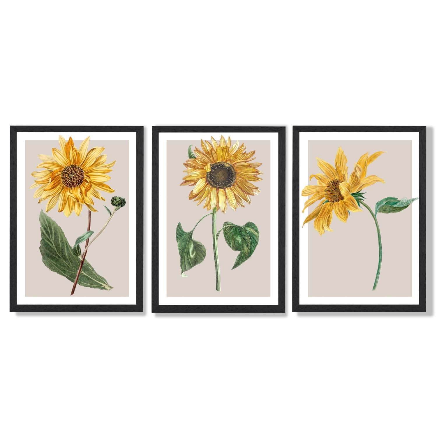 ARTZE Set of 3 Vintage Sunflowers Wall Art Black Frames Size: (A3-33 x 45 cm)