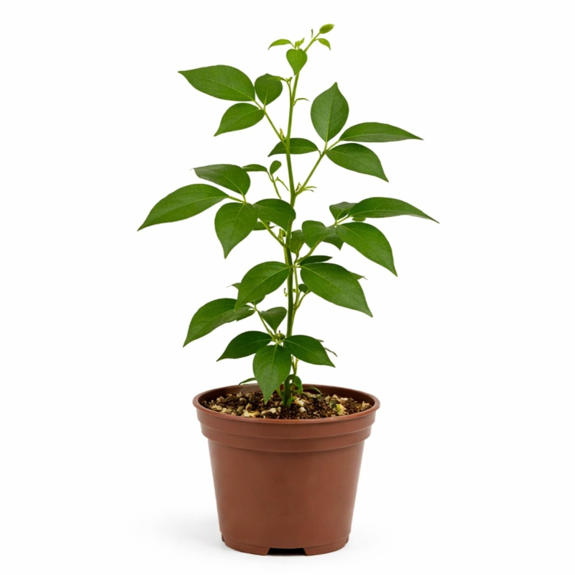 Easy to Grow Corkscrew Vine