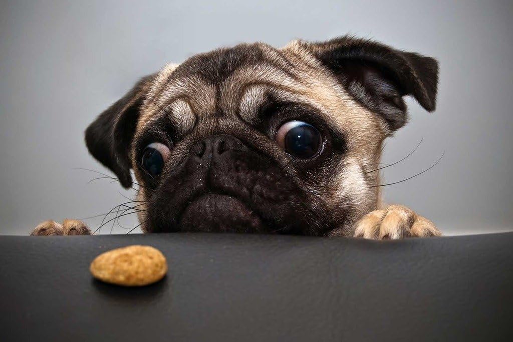 Jigsaw Puzzles 1000 Pieces for Adults - Cute Pug Wants A Cookie -Animal Wooden Puzzle - Puzzles for Youth Children Home Decor Funny Game Best Gift Preschool Toys