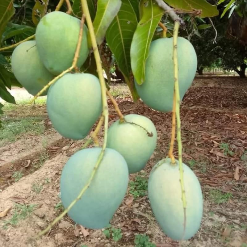Amazon.com : No CA, Thai Mango Plant Live, Grafted Mango