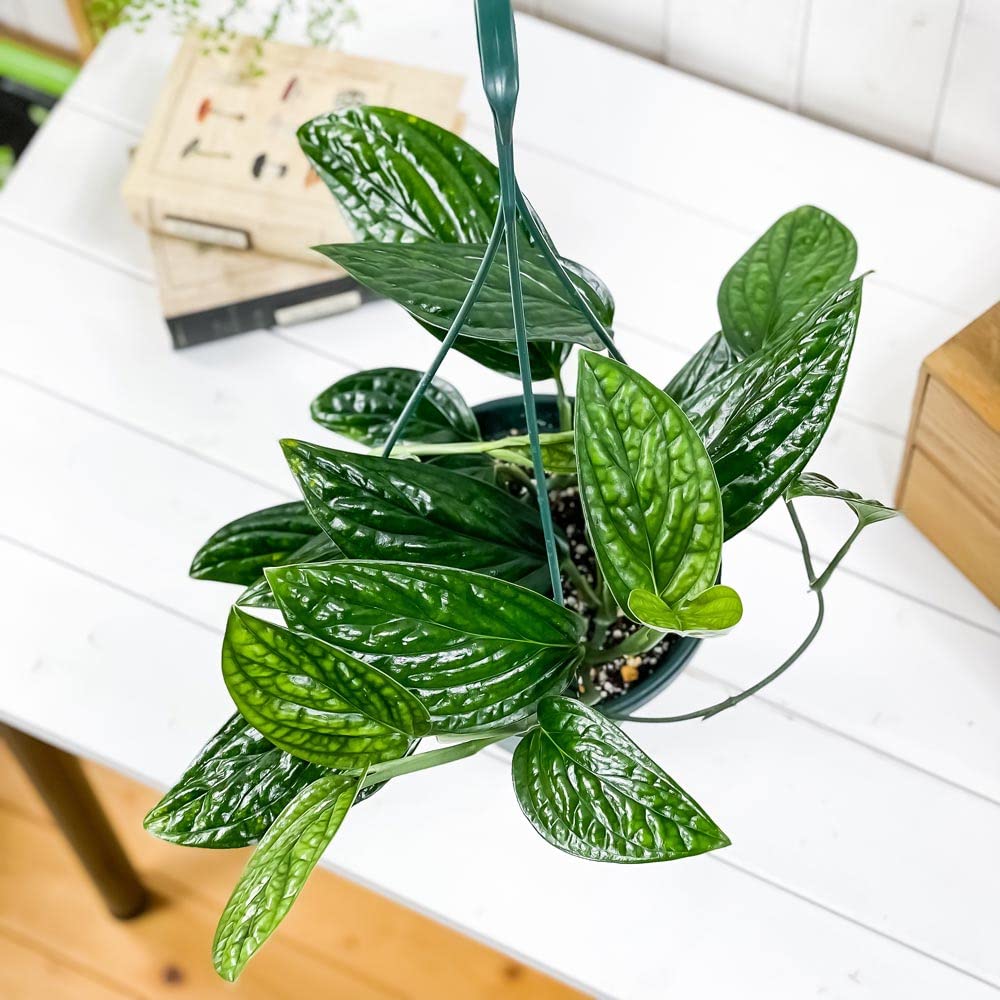 Amazon.co.jp: PLANCHU 観葉植物 モンステラ ジェイドシャトルコック 6