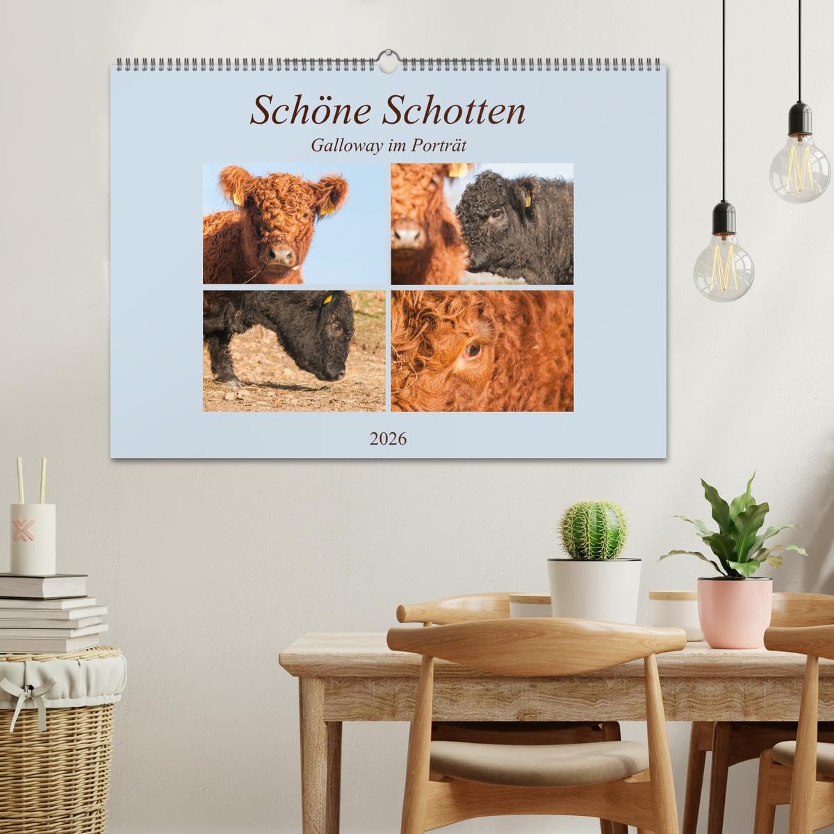Schöne Schotten - Galloway im Porträt (Wandkalender 2026 DIN A2 quer), CALVENDO Monatskalender: Grandiose Aufnahmen zauberhafter Rinder (CALVENDO Tiere)