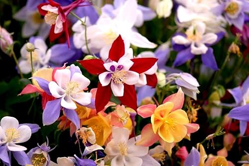 Miniatura 2 de Aquilegia Seed Mix Granny's Bonnet Columbine Semillas exóticas de jardín para plantar alrededor de 40 semillas sin OMG