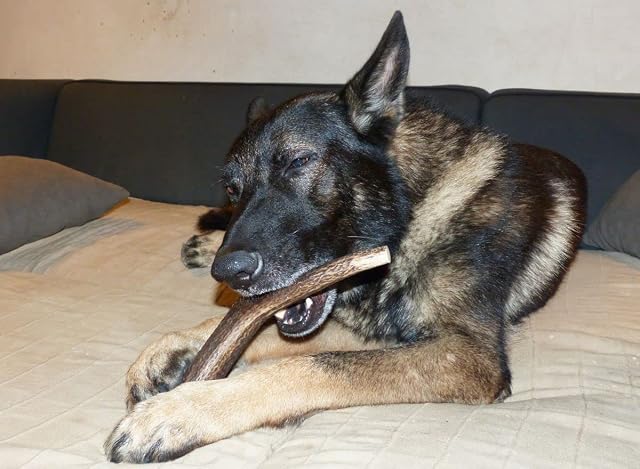Foto 8 de 8 de Asta de Ciervo para Perros, Talla XL 2 unds. Peso Total Pack más de 450 gr