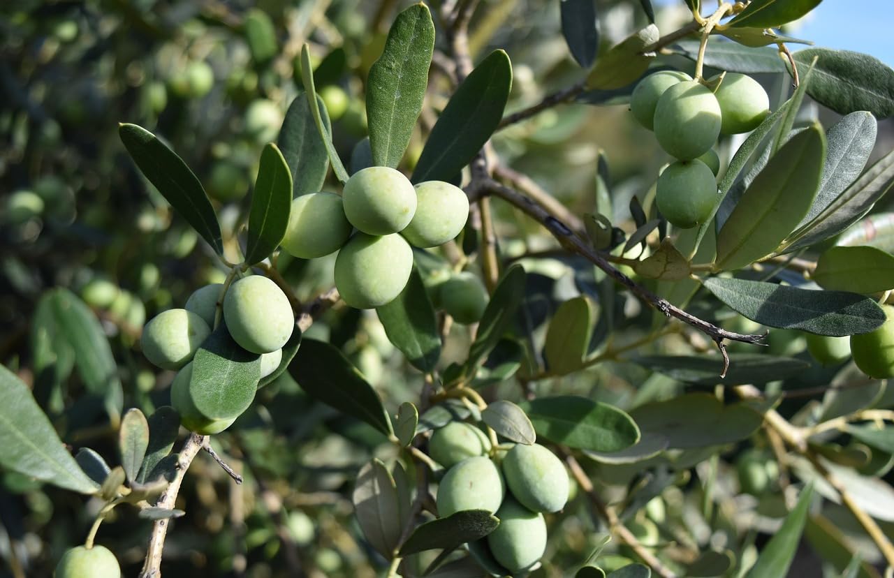 See full amazon price history chart for The Royal Crafty Olive/jalpai Fruit plant hybrid 1 Healthy Super Yielding Early Fruit Live Plant for Home Garden The Royal Crafty Olive/jalpai Fruit plant hybrid 1 Healthy Super Yielding Early Fruit Live Plant for Home Garden (B0CF1Y1D6P) Amazon Price History, Amazon Price Tracker