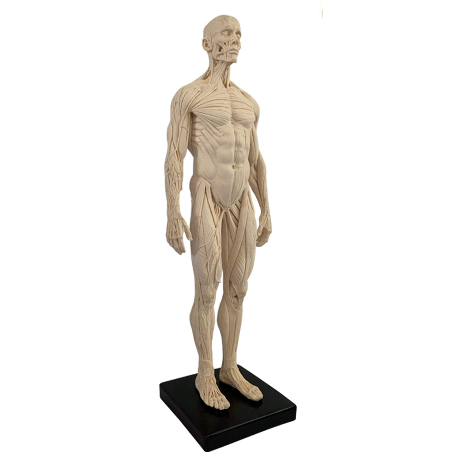 Modello Anatomico Umano Dell'Osso Del Muscolo - Figura Di Anatomia Maschile Da 11 Pollici Corpo Umano Modello Anatomico Muscoloscheletrico Schizzo Artistico Pittura Scultura Per Studio Di Disegno Di