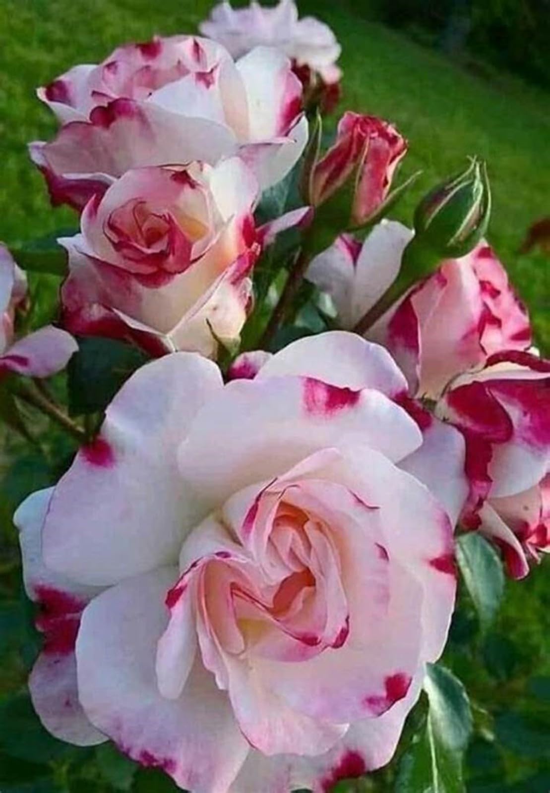 Unique Rose Bulbs for Planting Now UK Ornamental Perennial Natural Organic Excellent Good for Containers Cold-Resistant Easy Plant Display Greening Flower-2bulbs-E — image 1