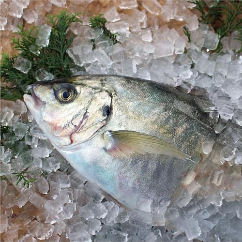 YV}AW P 1.0kg [V}AW] O낵(t)ł͂