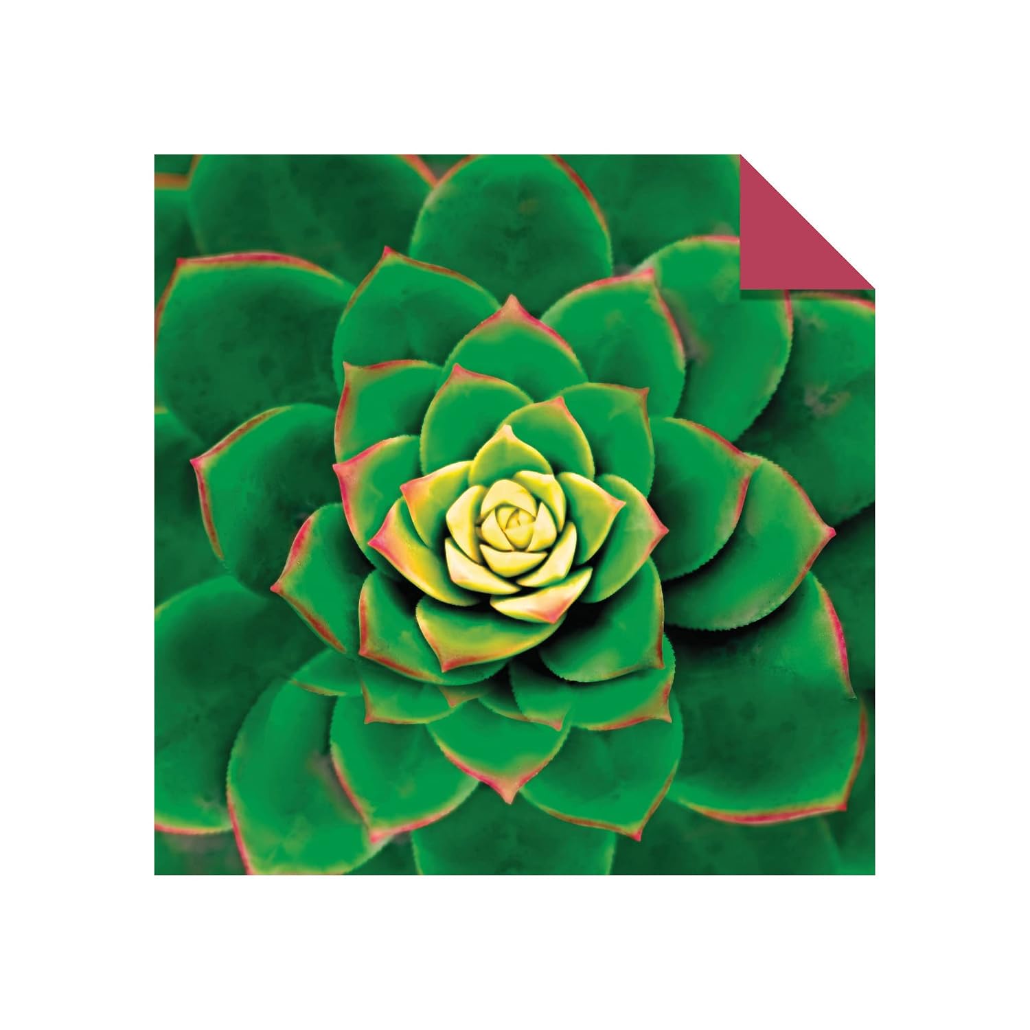 Origami Paper 500 sheets Succulents 6" (15 cm): Tuttle Origami Paper: Double-Sided Origami Sheets with 12 Different Photographs (Instructions for 6 Projects Included)