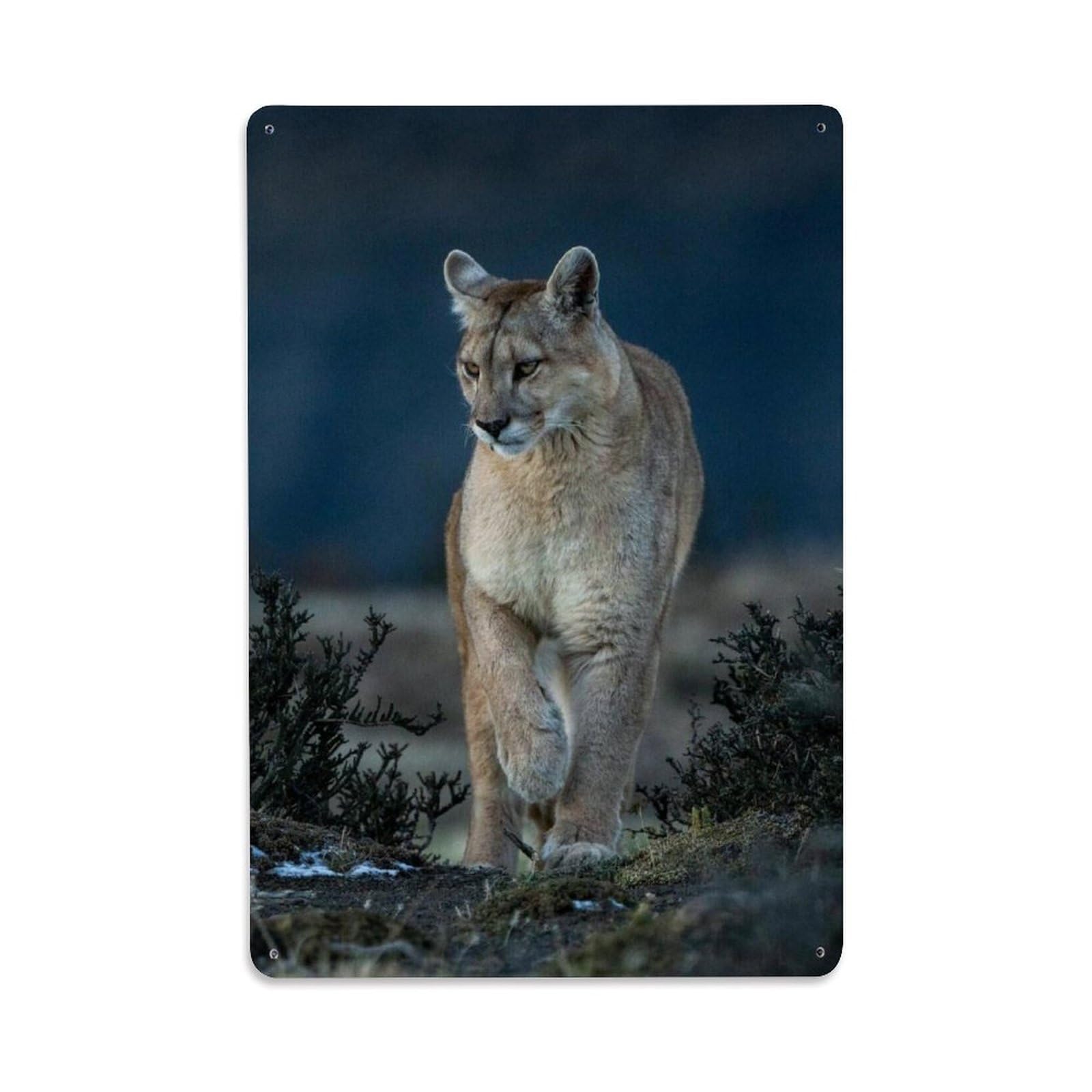 Mountain Lion Cougar Wild Felines Nature Study Safari Wildlife Metal Tin Sign Plaque Wall Decor for Cafe, Man Cave, Club Bar, Office, Home Garden Round Metal Poster 8x12Inch