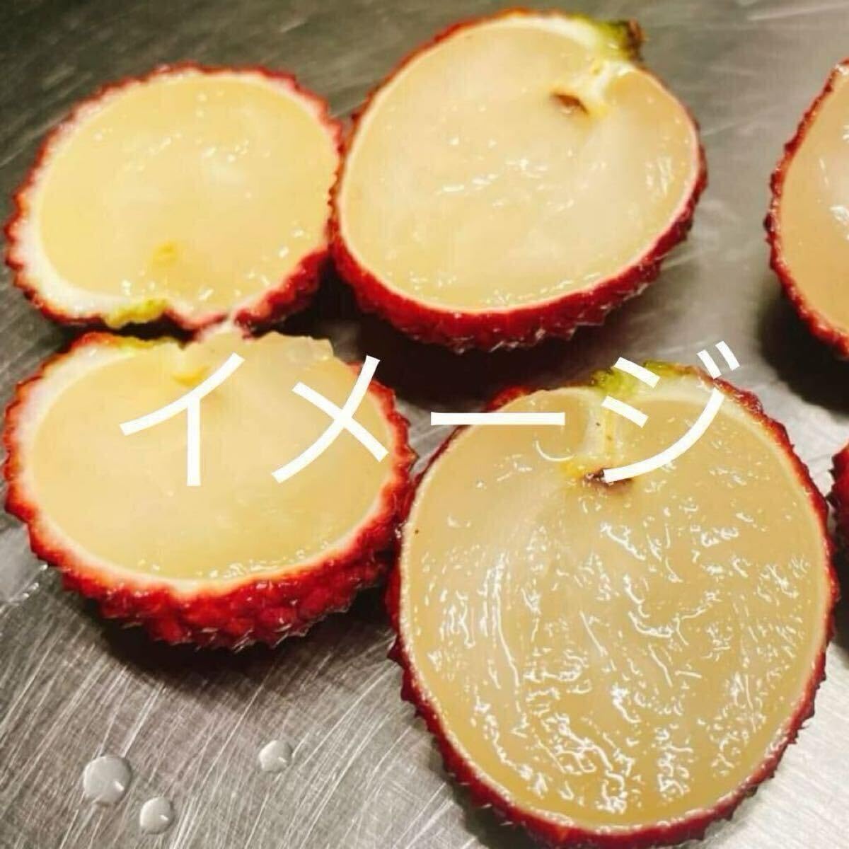 希少！ タネ無しライチ 接木苗 レイシ 種無し 希少！ タネ無しライチ 接木苗 レイシ 種無し