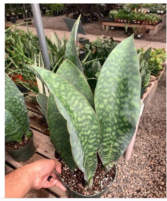 Snake Plant Sansevieria Masoniana Whale Fin Live Indoor Plant with Pot | Rare Decorative Snake Plant for Home, Office, Living Room, Balcony & Table Decor-image-48