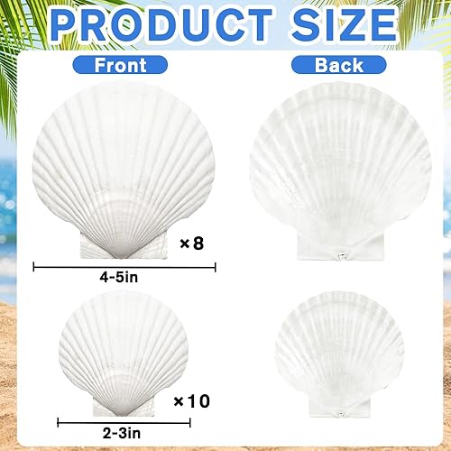 Miniatura 2 de YUJUN 18 conchas de vieira naturales grandes, de 2 a 3 pulgadas, 4 a 5 pulgadas, conchas marinas blancas a granel para manualidades, pintura,