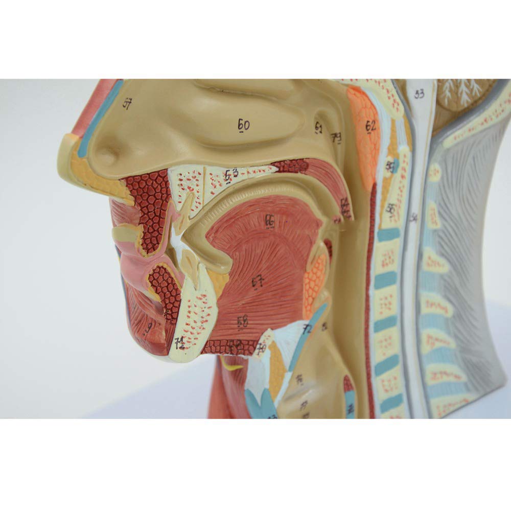 Generico Testa Umana Anatomica 1:1, Fronte-Retro Didattico | Base In Plastica Pvc, Contenente Strutture Vascolari E Nervose, Adatta Per Scuole E Ospedali