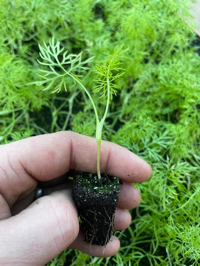 Fennel Plug Plants Grow Your Own Vegetables 'Ready to Plant Now' Young Vegetable Plants (6)
