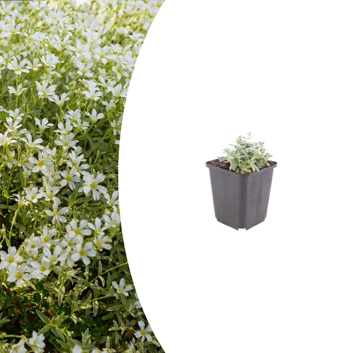 Cerastium tomentosum | 12 piezas - 10-25cm - Ø9cm - Planta de jardín