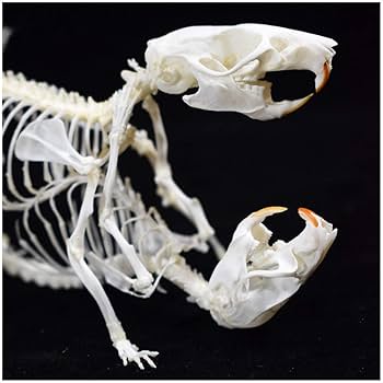 Amazon.co.jp: セクシーな彫像クラフト置物ネズミの骨標本動物の