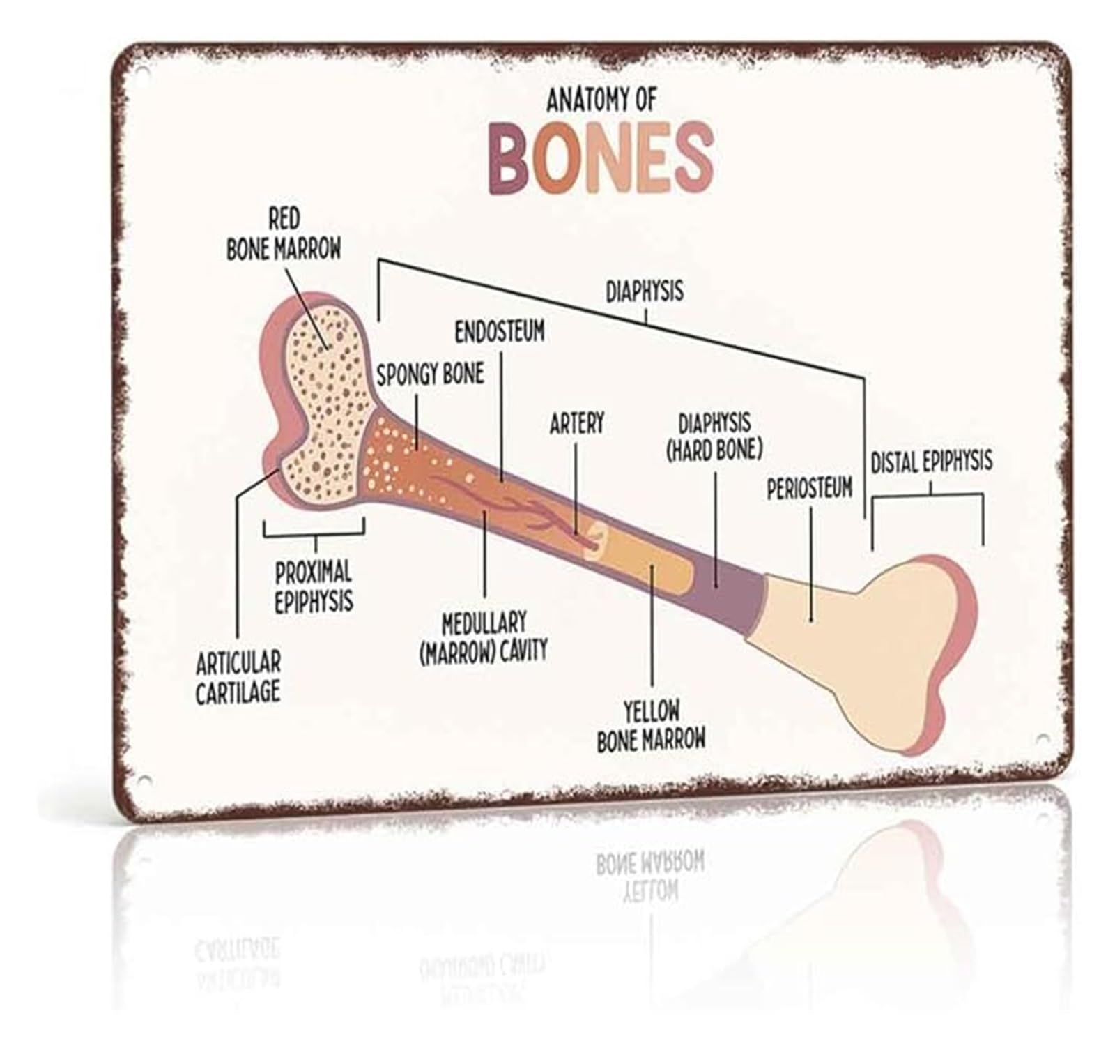 PKNVKZIDK Bones Of The Body Metal Sign Retro Science Wall-Art For Laboratory Veterinary Clinic Student Dorm Decor 8 X 12 inch