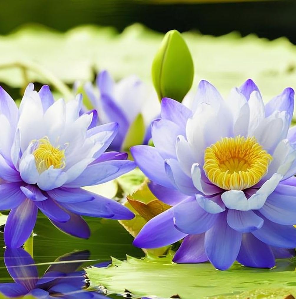Amazon.com : 35 Pcs Bonsai Lotus Seeds for Planting Bowl Lotus Seeds, Water  Lily Flower Plant Seed for Planting Home, Garden, Indoor, Outdoor : Patio,  Lawn & Garden
