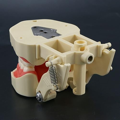 Miniatura 5 de Práctica Dental Estándar 28 Unids Desprendible Enroscado Dientes Modelo Demo M8013 Relleno Ajuste Frasaco ANA-4 Tipo Typodont Gingivae Suave