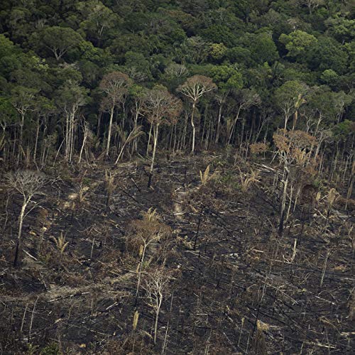 Amaz&ocirc;nia j&aacute; perdeu 20% da sua vegeta&ccedil;&atilde;o copertina