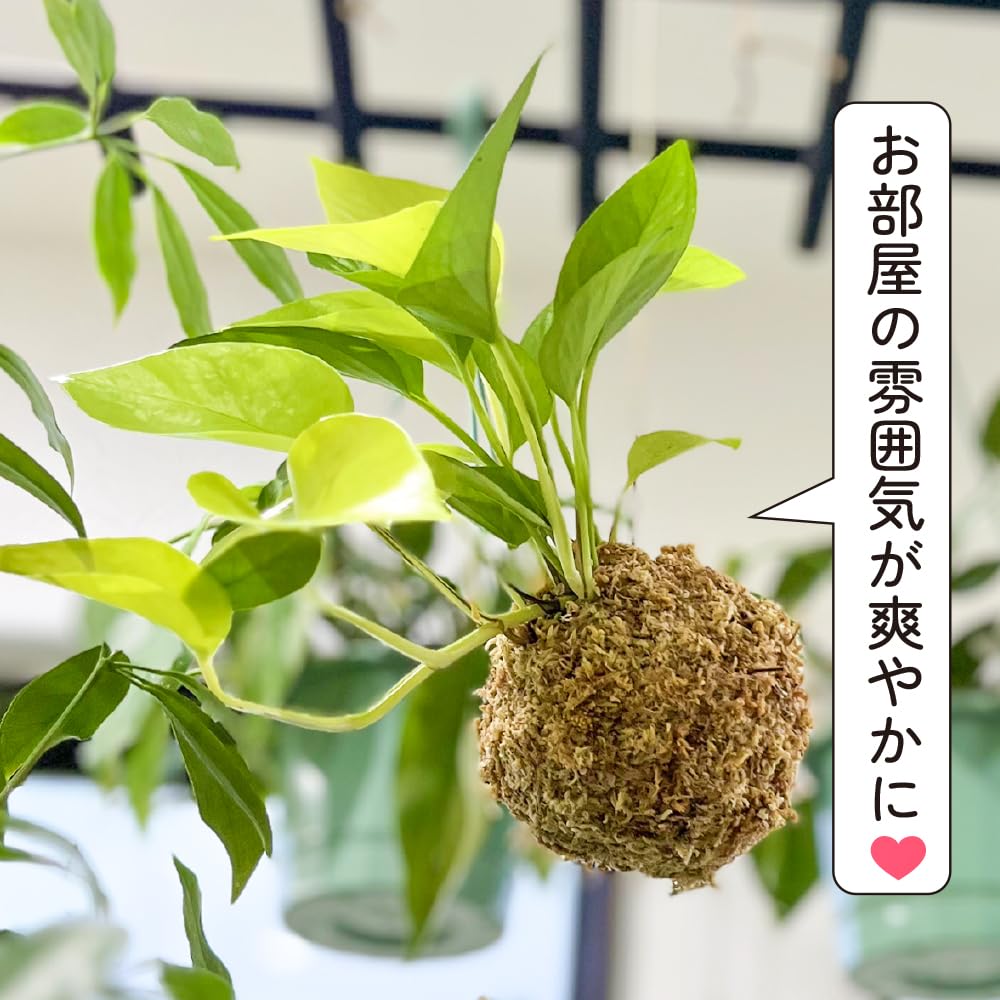 Amazon｜ポトス ライム 苔玉 観葉植物 鮮やかな ライムグリーン 吊るす