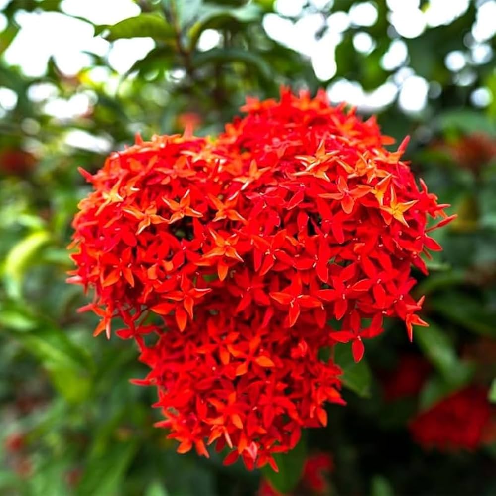 Red Ixora Flowering Plant | Outdoor Beauty for Garden and Landscape | Ixora Coccinea Variety | Vibrant Rongon Blooms | Attractive Ixora Flower Plant for Plant Pack of 1 : Amazon.in: Garden & Outdoors