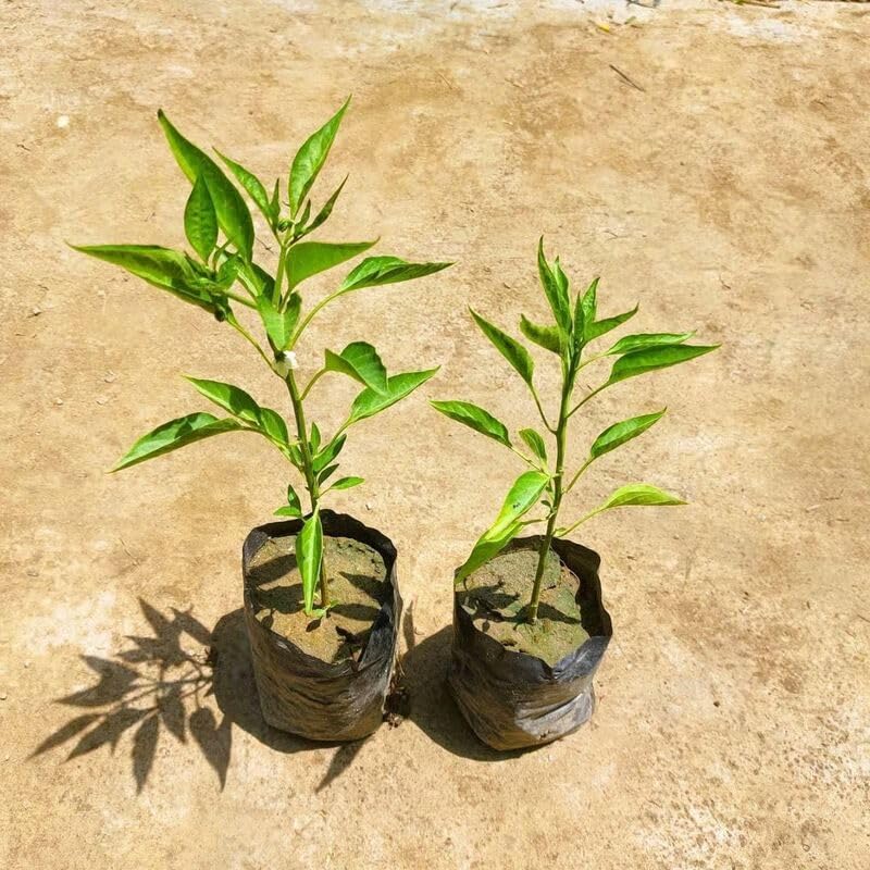 NATURE GARDEN Chilli Mirchi Live Plant, Set of 2, in 3 Inch Premium Italica Plastic Planter-image-47