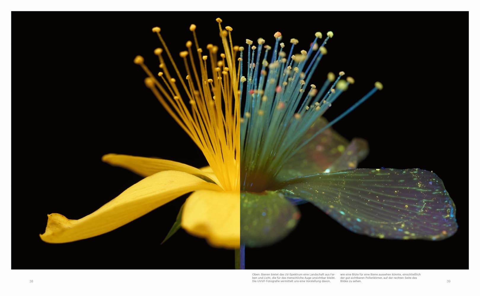 Die Verführung der Biene: und ihr einzigartiger Blick auf die Natur
