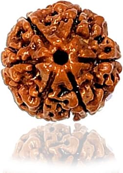 Naisha 6 Mukhi Himalayan Rudraksha | Six Faced Rudraksha | Rudraksha Beads with | 100% Original
