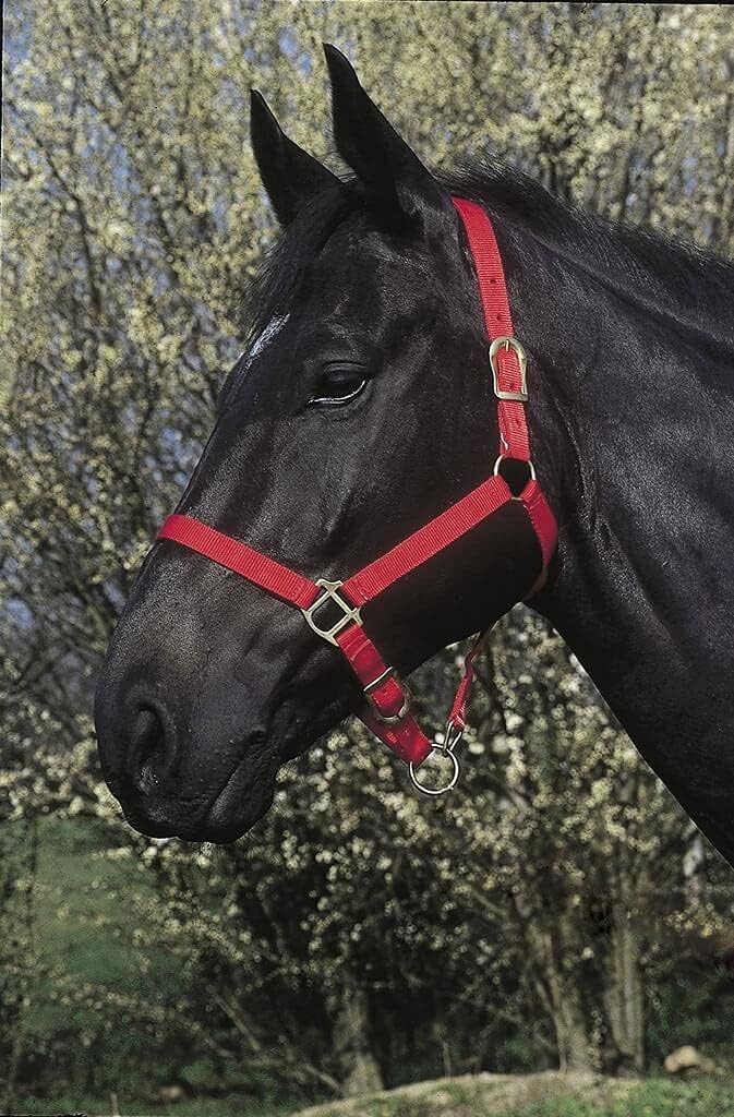 EKKIA 510032003 510032003 First F/S NYL. HEADCOLLAR/RED