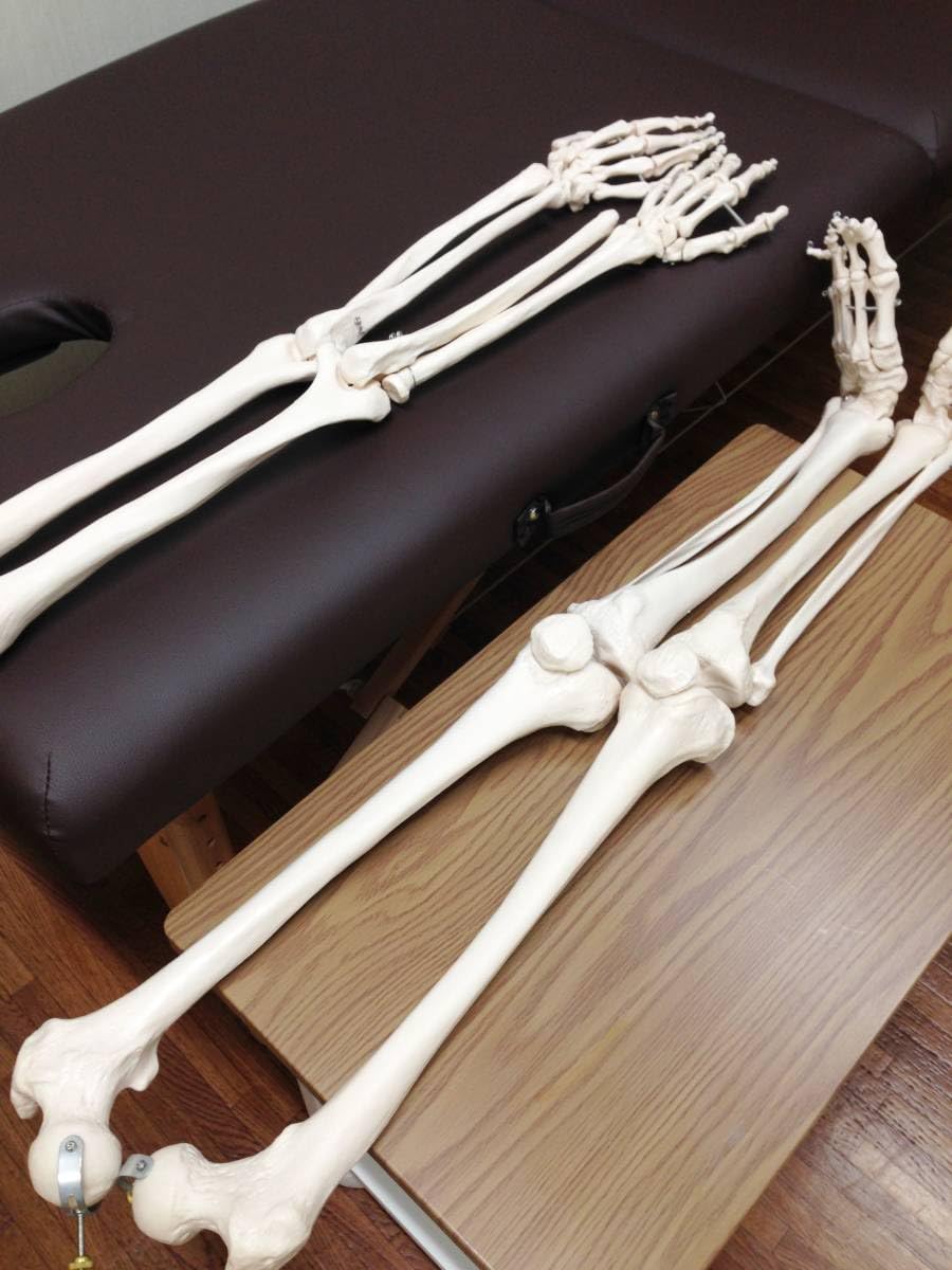 Amazon.co.jp: 人体模型 骨格標本 骸骨 がい骨 忠実 リアル 等身