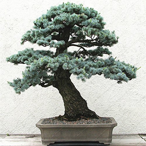 beautijiam 10Pcs Five-leaved Pine Seeds Bonsai Tree Ornamental Plants Home Office Garden Balcony Decor for Planting for Indoor and Outdoor