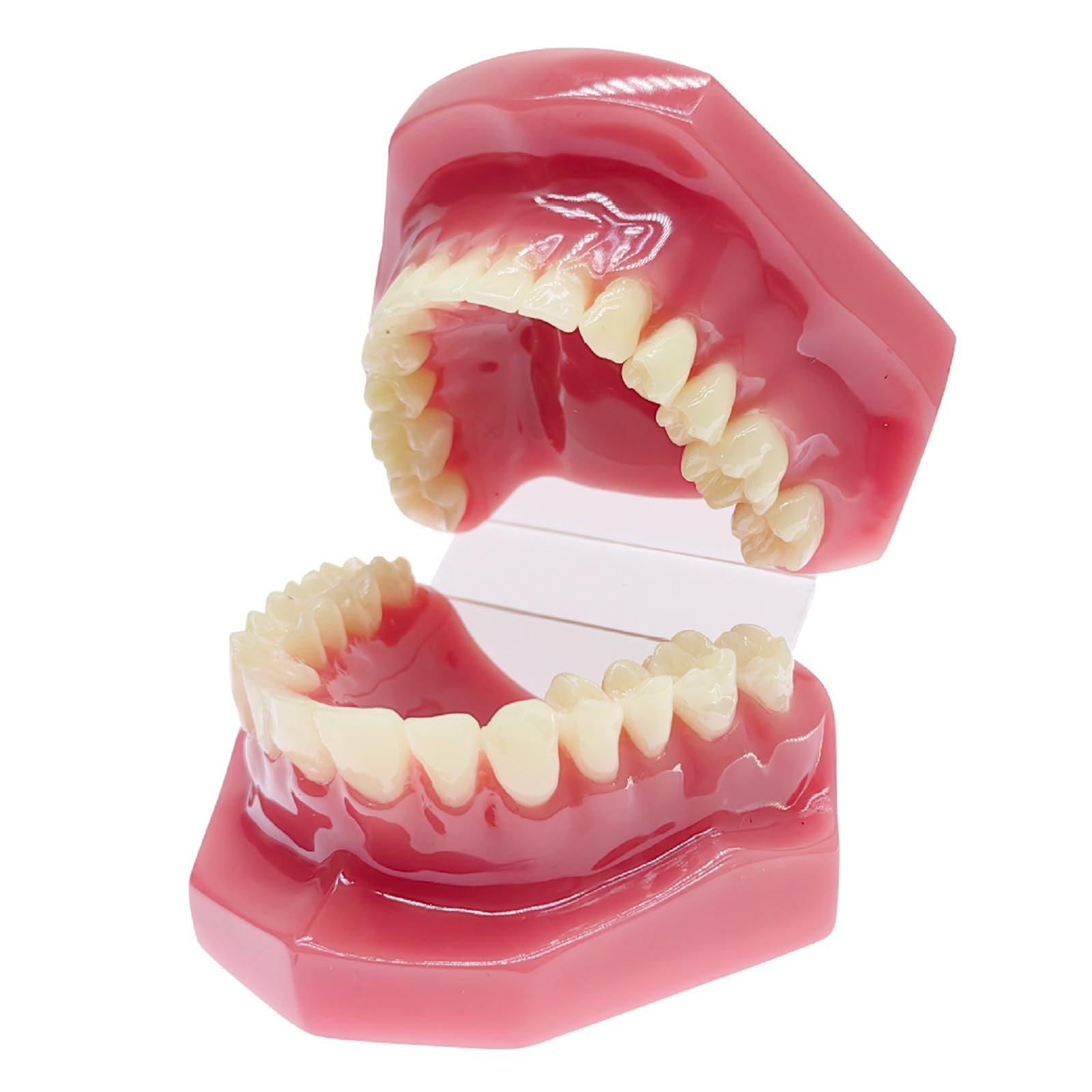 Modello di Denti Tipodonti - Modello Ortodontico - per La Didattica E Lo Studio della Facoltà di Odontoiatria, Rosso, 6 Cm (Rosso 6 Cm),Red-6cm
