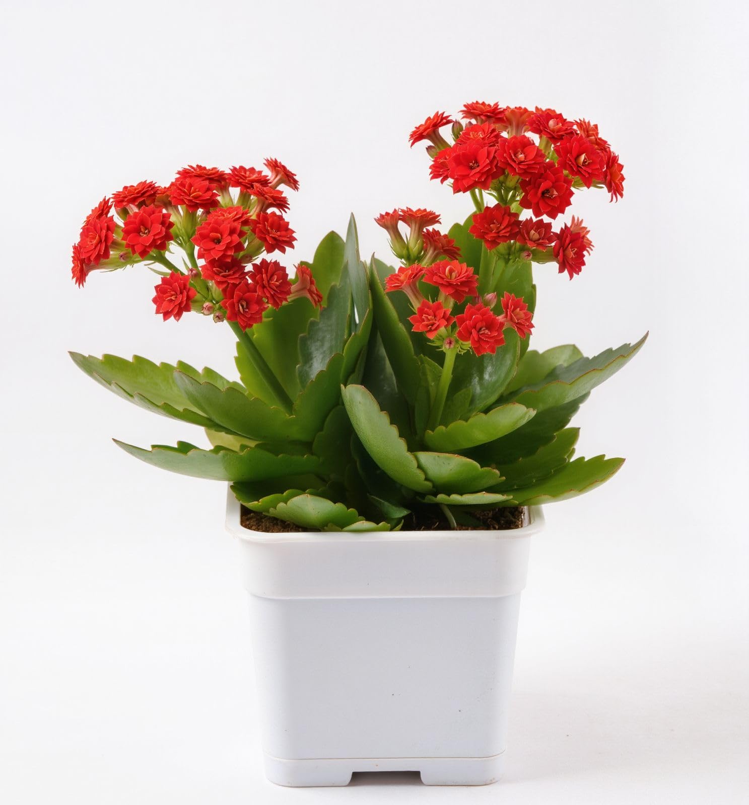Live Red Kalanchoe Plant | Flowering Succulent Indoor Plant | All Season Red Blooming With Low Maintenance Decorative Plant for Home & Office | Air Purifying & Gift Plant in Pot (Pack of 1)-image-40