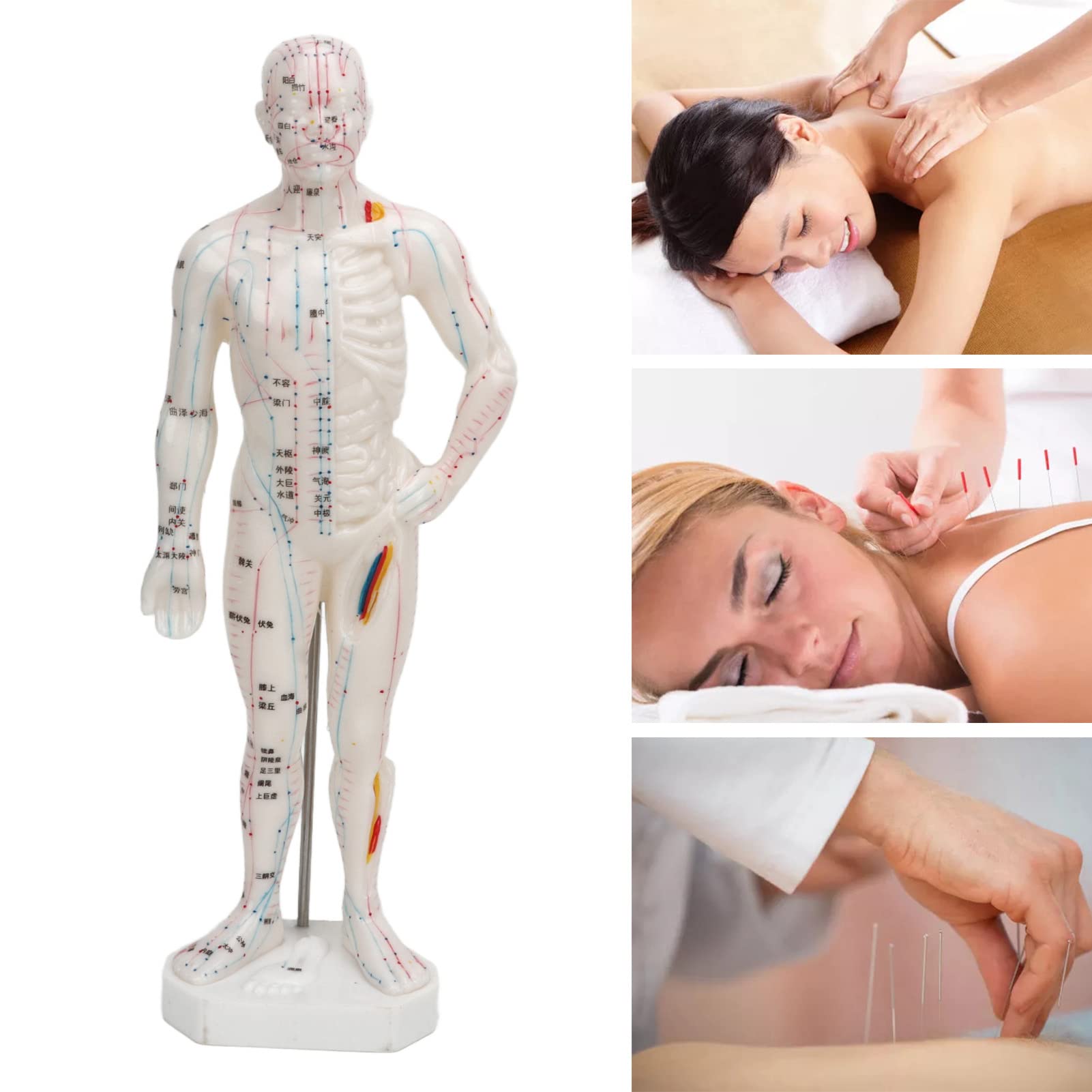 Modello di agopuntura corpo, Modello professionale di punti meridiani per l'insegnamento della medicina cinese, massaggio agopuntura, massaggiatore