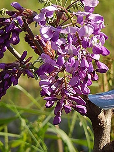 Amazon.co.jp: 紫花美短藤苗花植木苗 地植え苗 1本接ぎ木苗花木苗