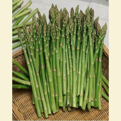 Seedscare Raunak Seeds Omaxe Asparagus Mary Washington Variety (Avg 30-50 Seeds) (B01IZRSCAO) Amazon Price History, Amazon Price Tracker