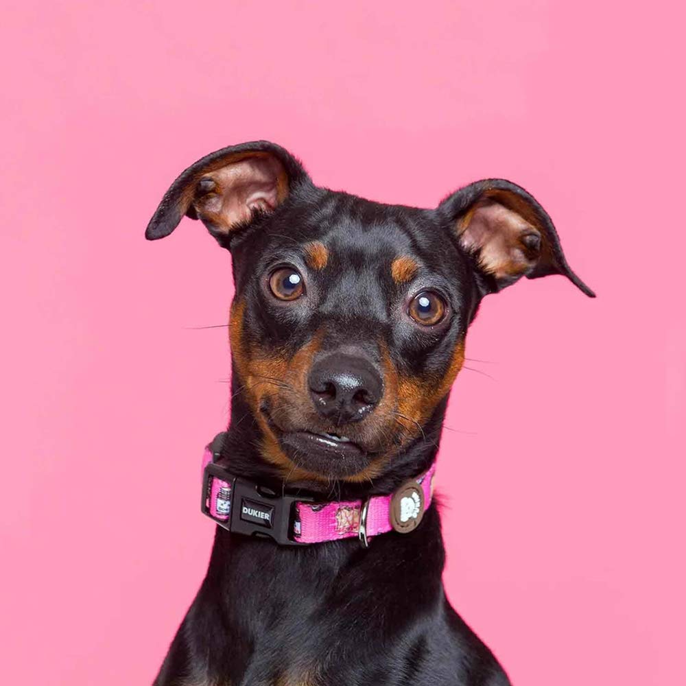 DUKIER - Dog Collar, Adjustable and Adjustable Dog Collar, Neoprene Pet Accessory, Sturdy, Dogtella Design, Size S - Image 3