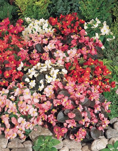 Begonia semperflorens ‘Organdy’ 20 Pellets – Compact Bedding Begonia Mix with Bronze & Green Foliage, Vibrant Summer Blooms for Pots, Borders & Hanging Baskets