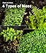 Live Moss 4-Pack (Each 3.5