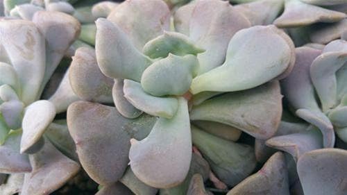 Miniatura 2 de Echeveria - Cactus de escarcha cúbica suculenta de cactus